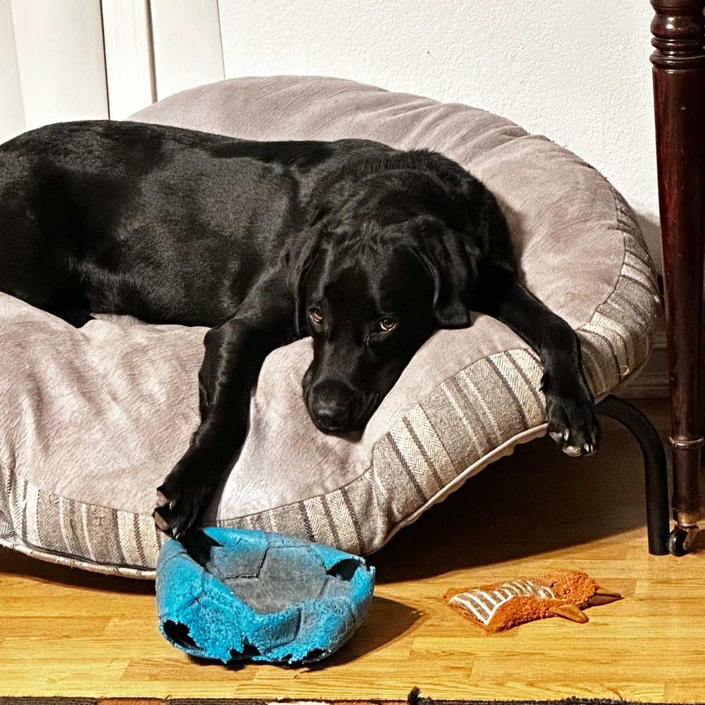 Meet your Posher, Kristopher